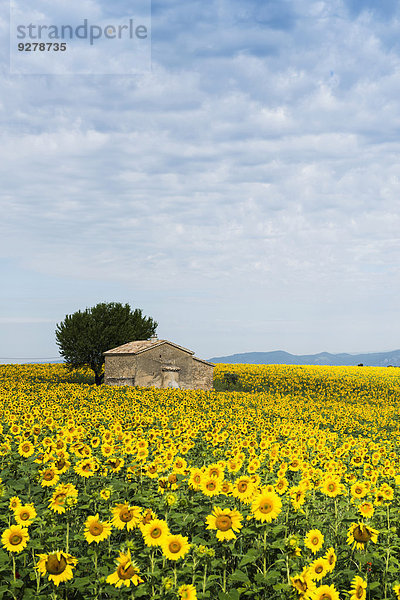 Sonnenblumenfeld und kleines Steinhaus  Plateau de Valensole  bei Valensole  Provence  Provence-Alpes-Côte d?Azur  Frankreich
