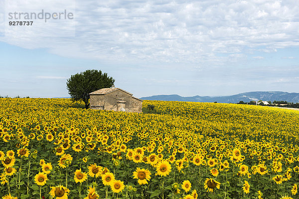 Sonnenblumenfeld und kleines Steinhaus  Plateau de Valensole  bei Valensole  Provence  Provence-Alpes-Côte d?Azur  Frankreich