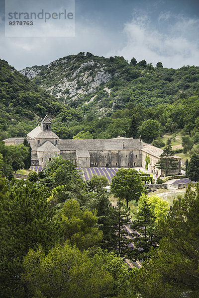 Zisterzienserabtei Notre-Dame de Sénanque mit Lavendelfeld  bei Gordes  Vaucluse  Provence  Region Provence-Alpes-Côte d?Azur  Frankreich