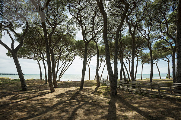 Pinien (Pinus pinea) am Strand  Follonica  Provinz Livorno  Toskana  Italien