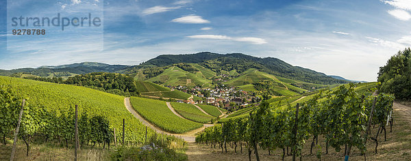 Panorama  Weinberge  bei Durbach  Ortenau  Schwarzwald  Baden-Württemberg  Deutschland