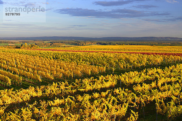 Weinberge am Kreuzberg über dem Main im Herbst  Nordheim  Bayern  Deutschland