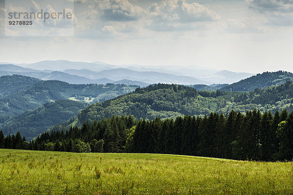 Wiese und bewaldete Hügel  bei Freiamt  Schwarzwald  Baden-Württemberg  Deutschland