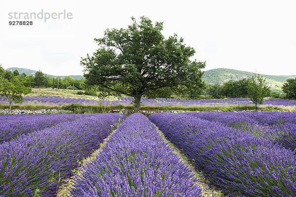 Lavendelfeld  bei Sault  Département Vaucluse  Region Provence-Alpes-Côte d?Azur  Frankreich