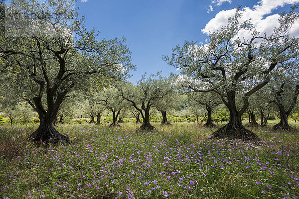 Alte Olivenbäume (Olea europaea)  Buis-les-Baronnies  Departement Drôme  Rhônes-Alpes  Provence  Frankreich