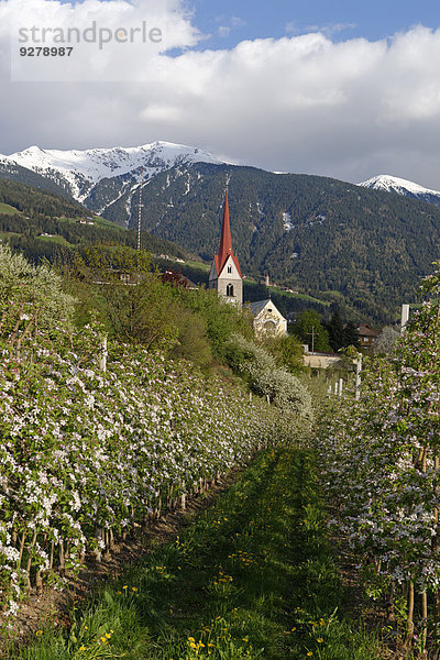 Apfelhain  hinten die Plose  Eisacktal  Elvas  Brixen  Südtirol  Italien