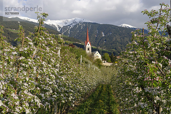 Apfelhain  hinten die Plose  Eisacktal  Elvas  Brixen  Südtirol  Italien