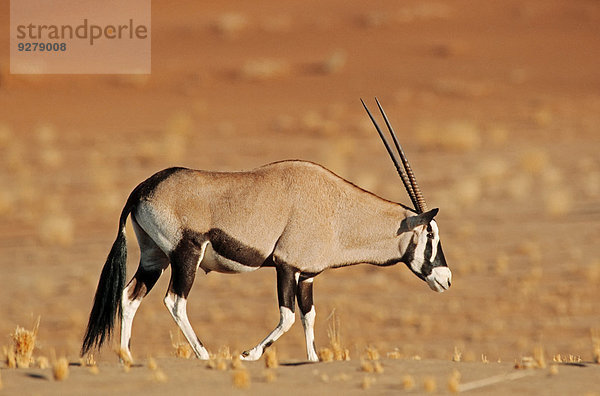 Spießbock oder Oryx-Antilope (Oryx gazella)  Sossusvlei  Namib-Wüste  Namib-Skelettküste-Nationalpark  Namibia