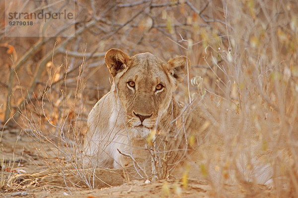 Afrikanischer Löwe (Panthera leo)  Weibchen  Etosha-Nationalpark  Namibia