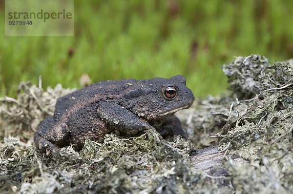 Erdkröte (Bufo bufo)  Emsland  Niedersachsen  Deutschland