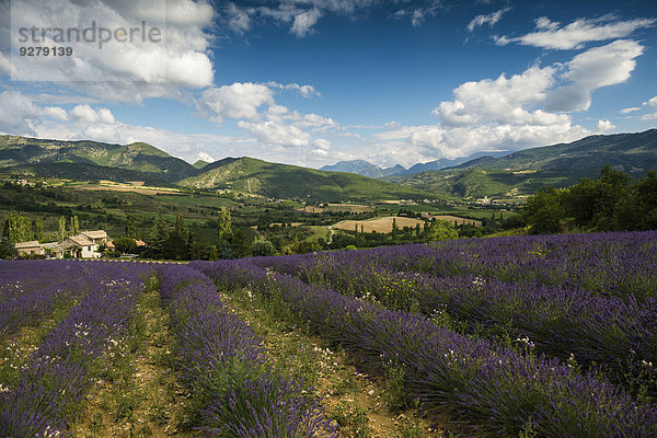 Lavendelfeld  Buis-les-Baronnies  Departement Drôme  Rhônes-Alpes  Provence  Frankreich