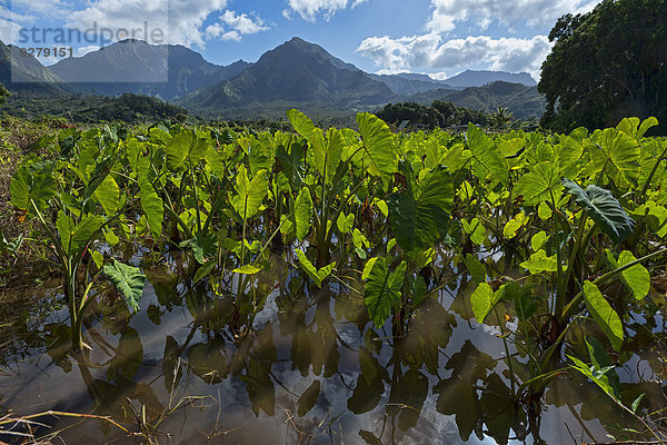 Feld mit Taro  Kauai  Hawaii  USA