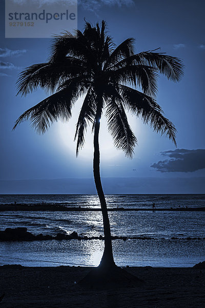 Palme  Abendstimmung  Kauai  Hawaii  USA