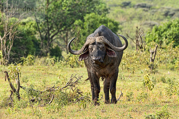 Kaffernbüffel (Syncerus caffer)  Arusha  Tansania