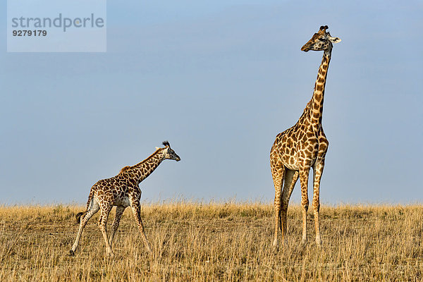 Giraffen (Giraffa camelopardalis)  Muttertier und Jungtier  Masai Mara  Kenia