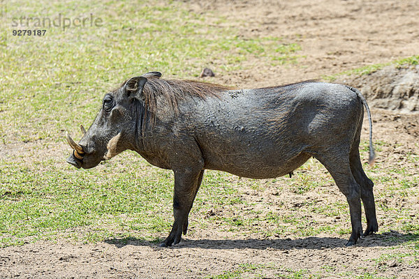 Warzenschwein (Phacochoerus africanus)  Masai Mara  Kenia