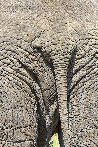 Elefant (Loxodonta africana)  Rückansicht  Masai Mara  Kenia