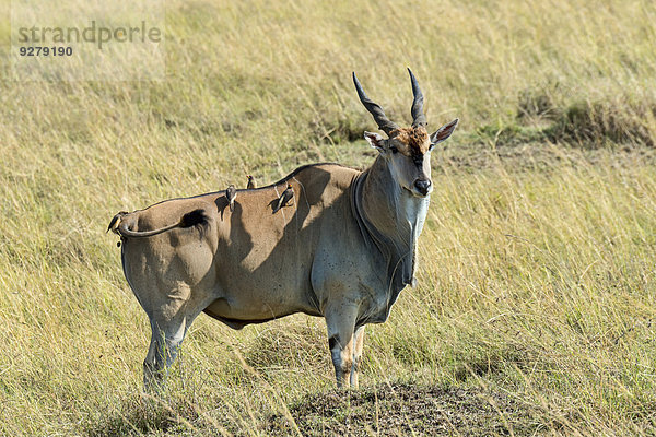 Elenantilope (Taurotragus oryx)  Masai Mara  Kenia