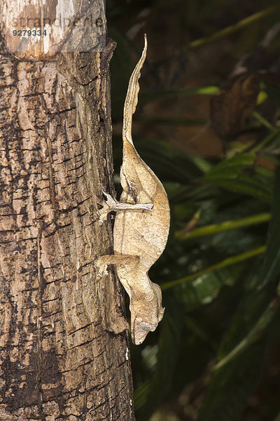 Gespenst-Plattschwanzgecko (Uroplatus phantasticus)  Madagaskar
