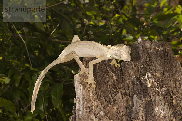 Streifen-Blattschwanzgecko (Uroplatus lineatus)  Madagaskar