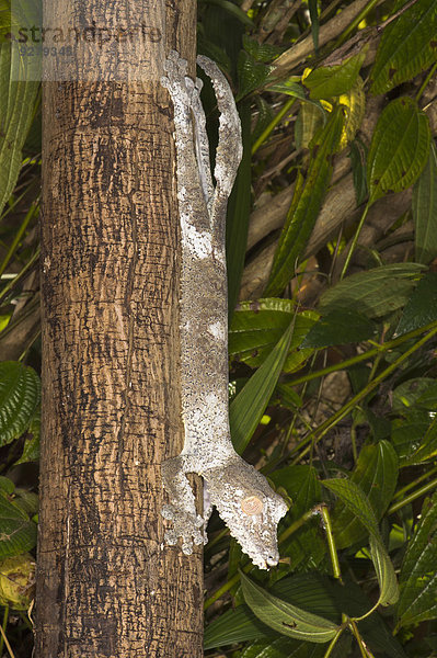 Blattschwanzgecko-Art (Uroplatus fimbriatus)  Madagaskar