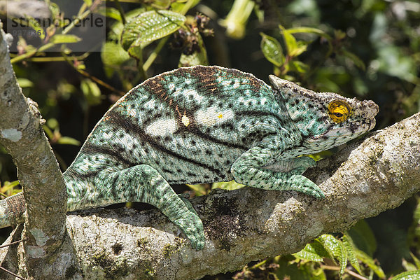 Parsons Chamäleon (Calumma parsonii)  Madagaskar