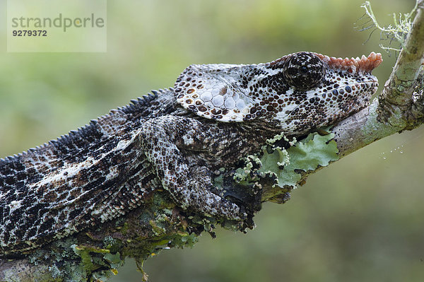 Kurzhorn-Chamäleon (Calumma brevicornis)  Madagaskar