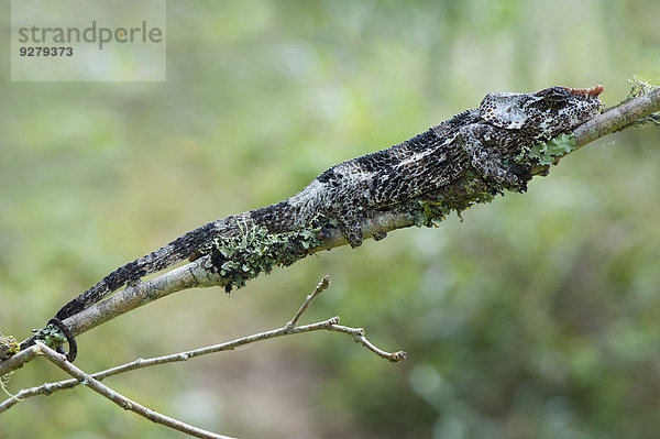 Kurzhorn-Chamäleon (Calumma brevicornis)  Madagaskar