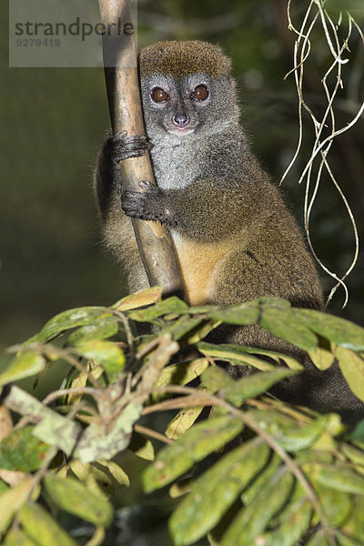 Östlicher Bambuslemur (Hapalemur griseus)  Andasibe-Mantadia Nationalpark  Madagaskar