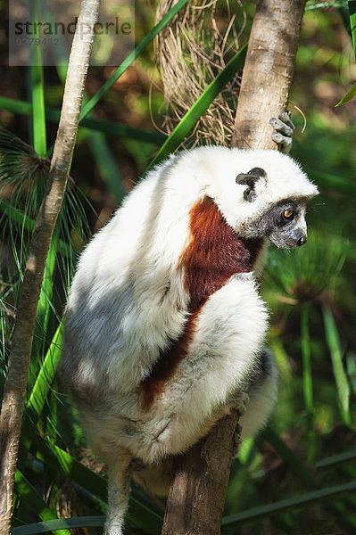 Coquerel-Sifaka (Propithecus coquereli)  Madagaskar