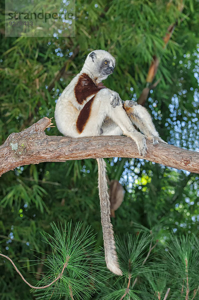 Coquerel-Sifaka (Propithecus coquereli)  Madagaskar