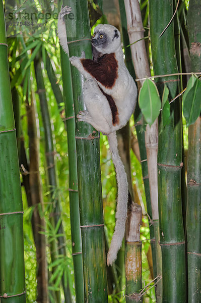 Coquerel-Sifaka (Propithecus coquereli)  Madagaskar