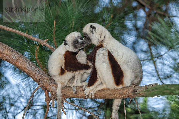 Coquerel-Sifakas (Propithecus coquereli)  Madagaskar