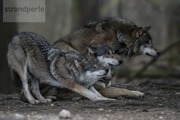 Drei Europäische Wölfe (Canis lupus)  Jämtlands län  Schweden