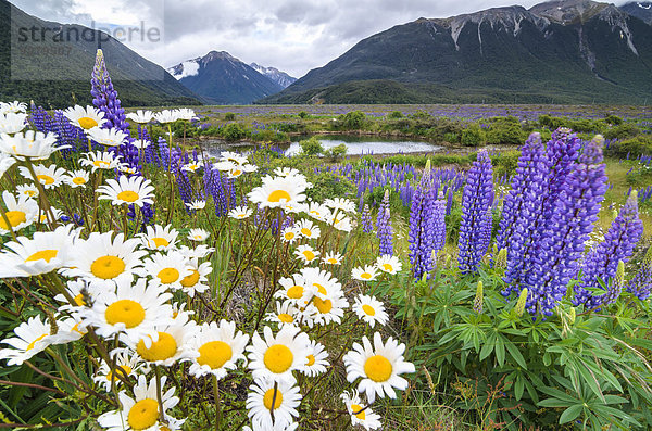 Lupinen (Lupinus sp.) und Margeriten (Leucanthemum sp.)  vor Bergkulisse am Arthur's Pass  Südinsel  Neuseeland