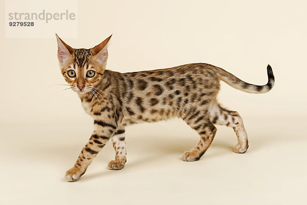 Bengalkatze  Kitten  Farbe Braun-Rosetted  16 Wochen