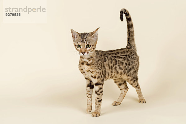 Bengalkatze  Kitten  Farbe Braun-Schwarz-Rosetted  16 Wochen