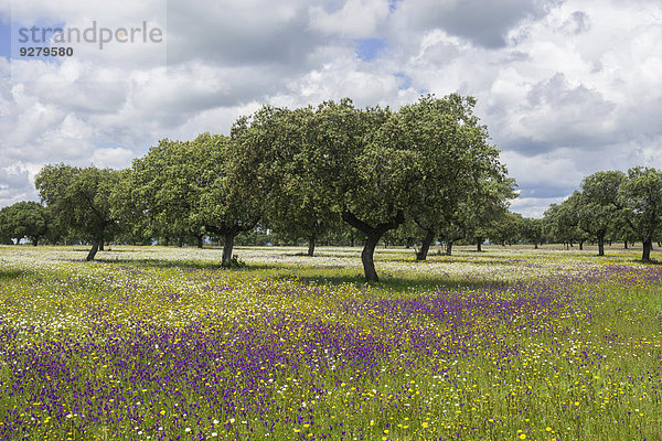 Steineichen (Quercus ilex) und Blumenwiese  Extremadura  Spanien
