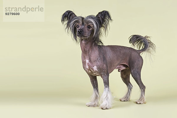 Chinesischer Schopfhund  auch Chinese Crested Dog  Variante Hairless  Rüde  2 Jahre