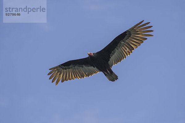 Truthahngeier (Cathartes aura)  Región de Coquimbo  Chile