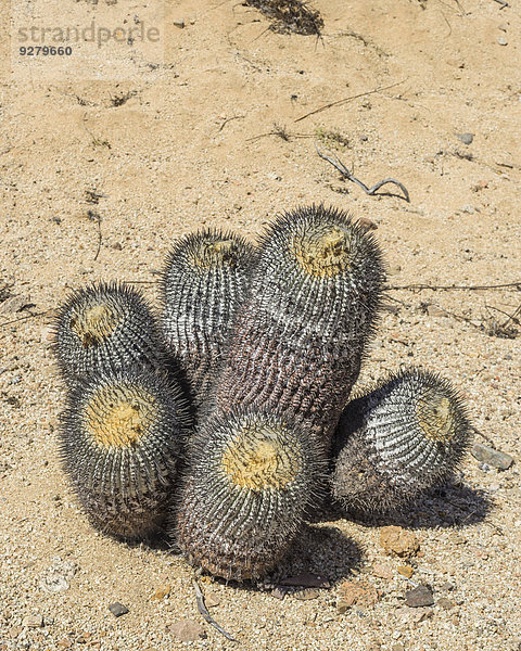 Copiapoa columna-albain Kaktus in karger Landschaft  Nationalpark Pan de Azúcar  Región de Atacama  Chile
