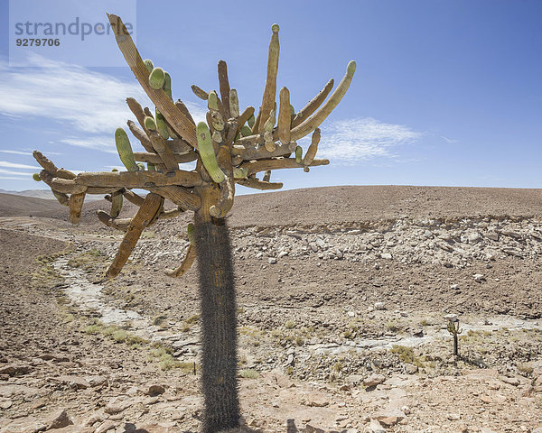 Candelabro-Kaktus (Browningia candelaris)  Región de Arica y Parinacota  Chile