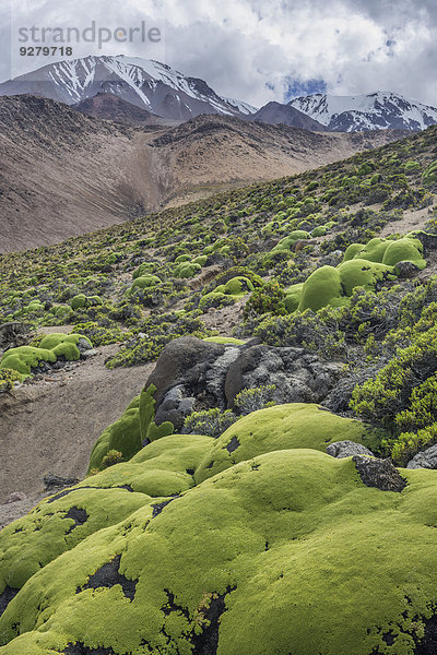 Polsterpflanze Yareta oder Llareta (Azorella compacta) am Abhang des Vulkans Taapacá  Región de Arica y Parinacota  Chile