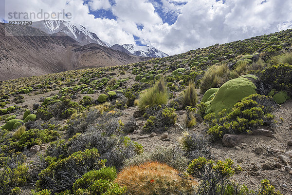 Kakteengewächs Maihueniopsis colorea am Abhang des Vulkans Taapacá  Putre  Región de Arica y Parinacota  Chile