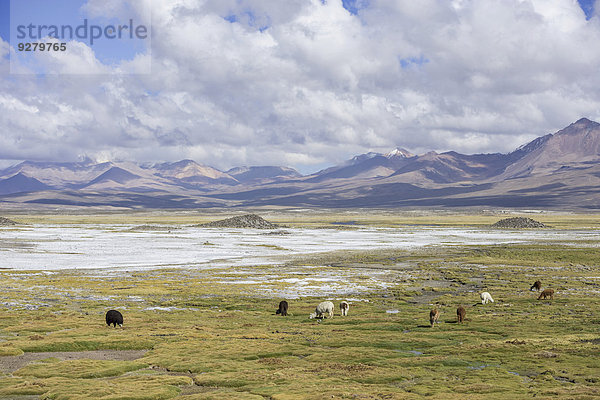 Lamas (Lama glama) vor Bergen  Putre  Región de Arica y Parinacota  Chile