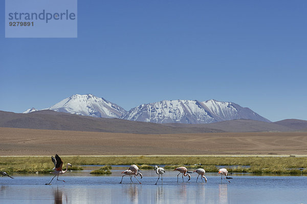 Chileflamingos (Phoenicopterus chilensis) an einem See im Hochland  San Pedro de Atacama  Región de Antofagasta  Chile