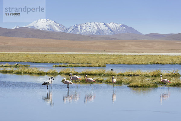 Chileflamingos (Phoenicopterus chilensis) an einem See im Hochland  San Pedro de Atacama  Región de Antofagasta  Chile