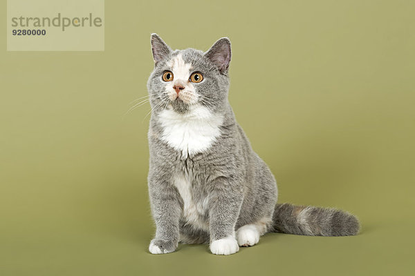 Britisch Kurzhaar Kitten  18 Wochen  Farbe Blau Creme Weiß