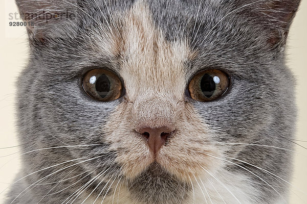 Britisch Kurzhaar Kitten  6 Monate  Farbe Blau Creme Weiß