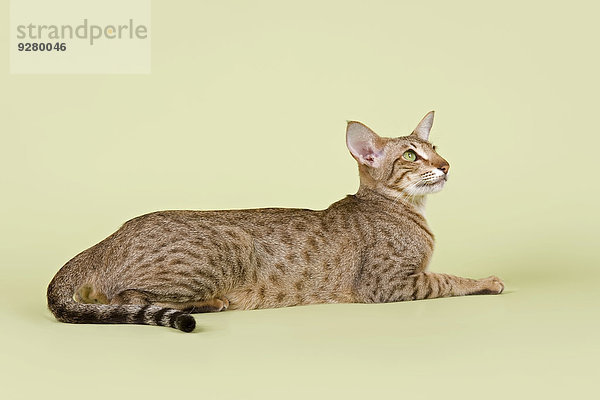 Orientalisch Kurzhaar Katze  3 Jahre  Farbe Chocolate Spotted Tabby
